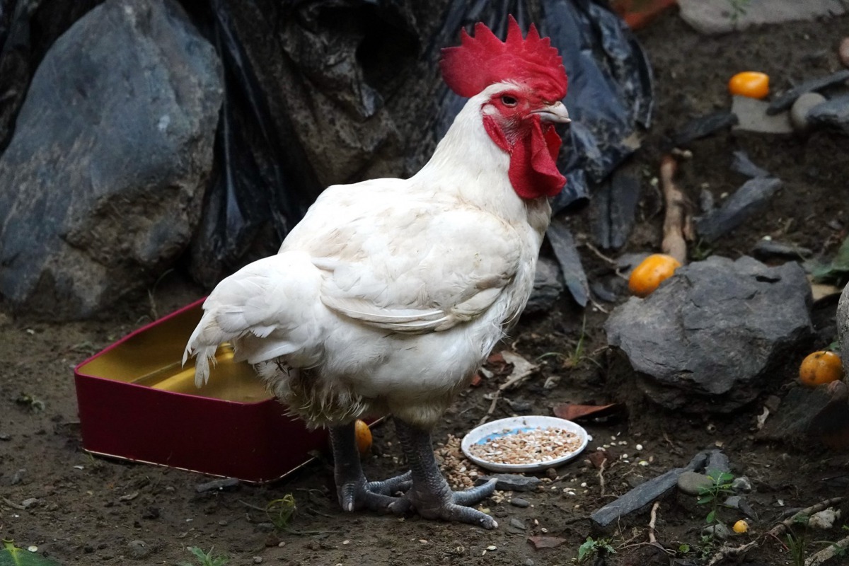 玉皇宮管理人員陳俊文將雞帶回養中飼養。圖／陳俊文提供