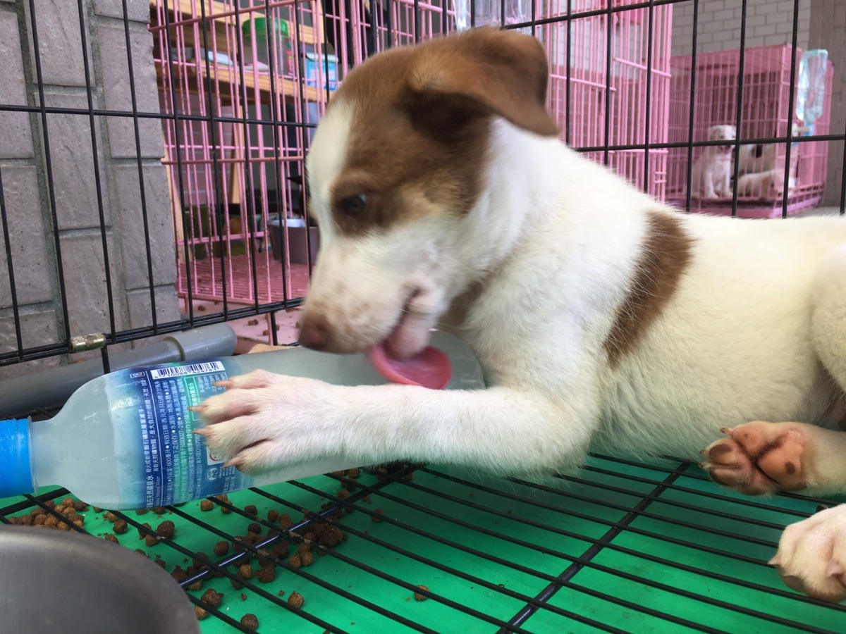 毛小孩剛接觸到結冰水時都十分好奇，接著開始舔寶特瓶。高維奇/攝