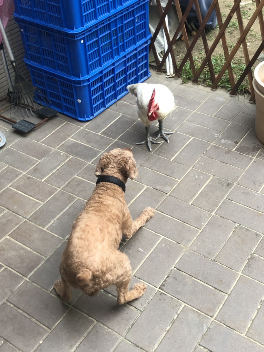 面對狗的低吼，神明雞仍怒目相對毫不畏懼。圖／陳俊文提供