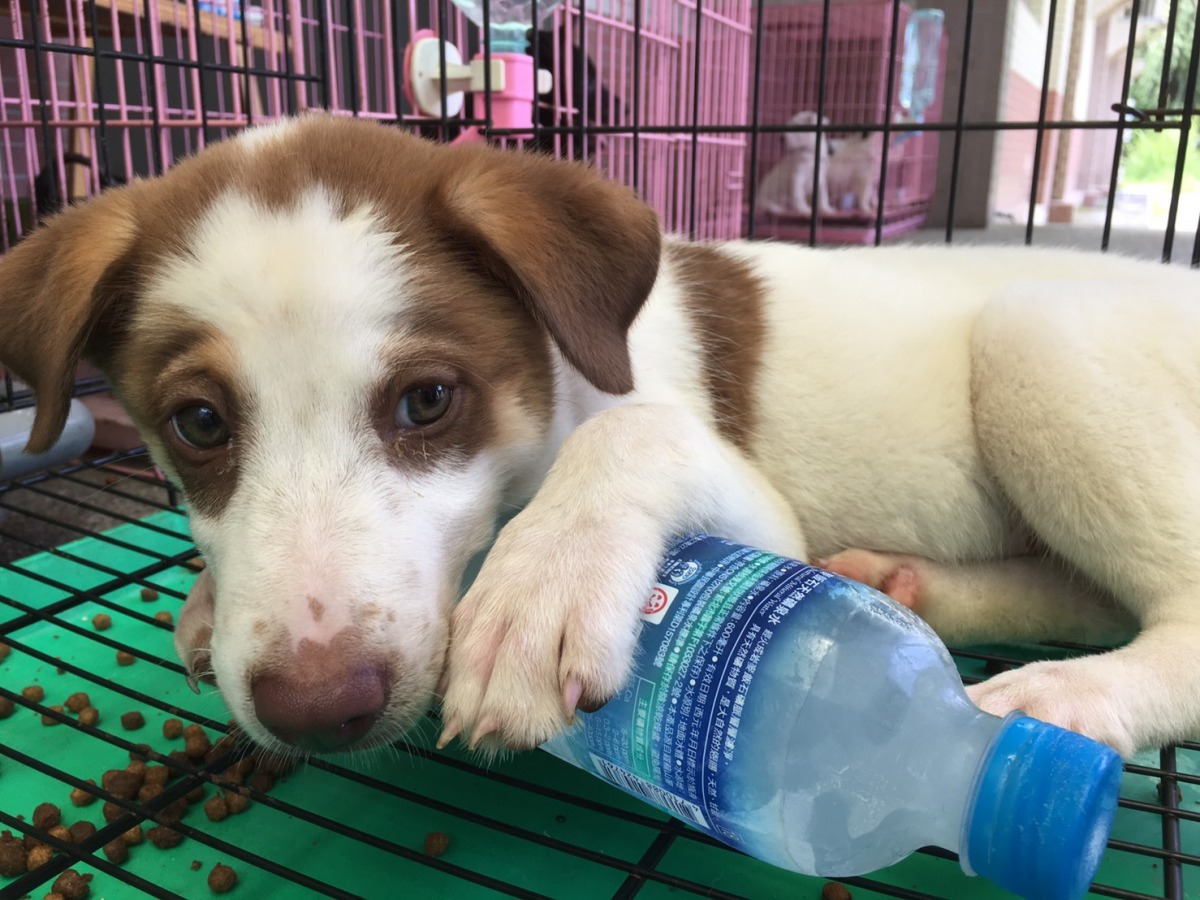 寶特冰棒讓收容所的毛小孩度過最難熬的中午時段。高維奇/攝