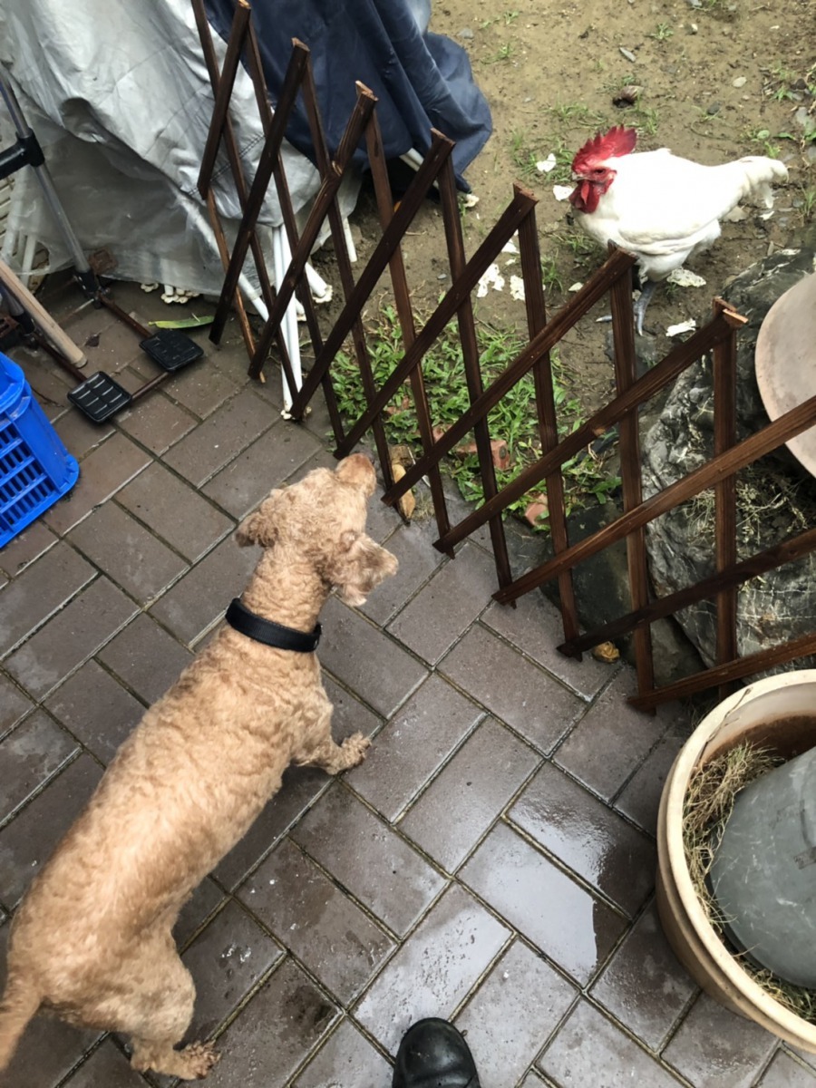 神明雞和紅貴賓只要相見就長時間對峙。圖／陳俊文提供