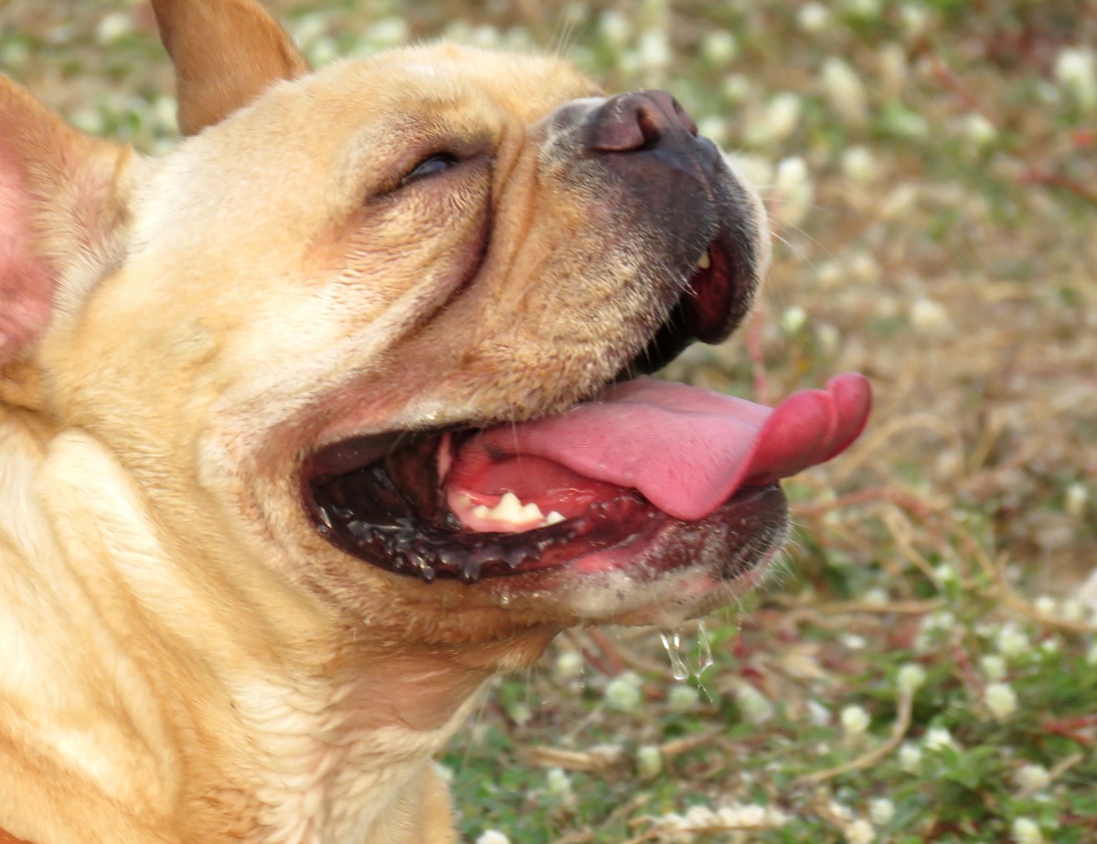 法鬥等短鼻狗對炎熱很敏感,稍運動即氣喘如牛。高維奇/攝