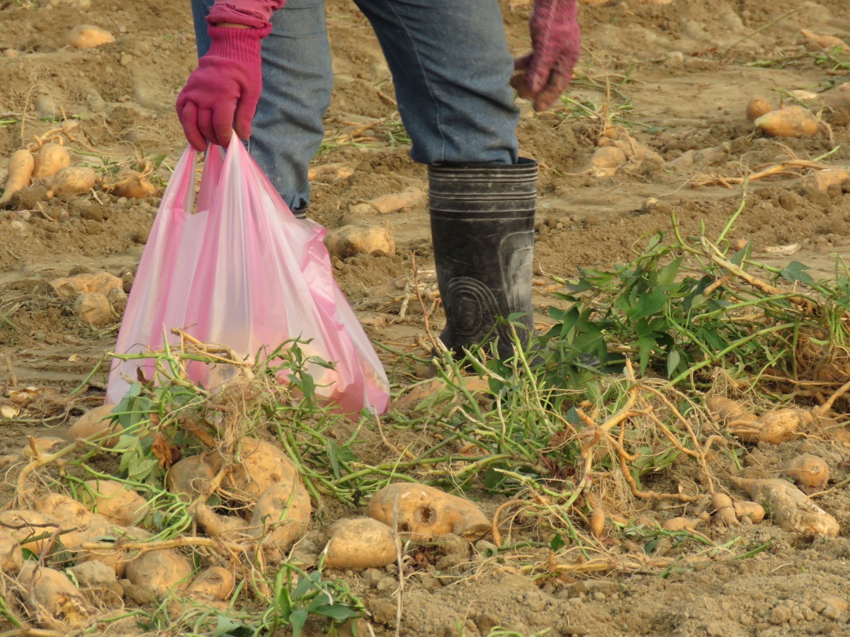 收成的番薯部分有被老鼠啃食的痕跡。高維奇／攝