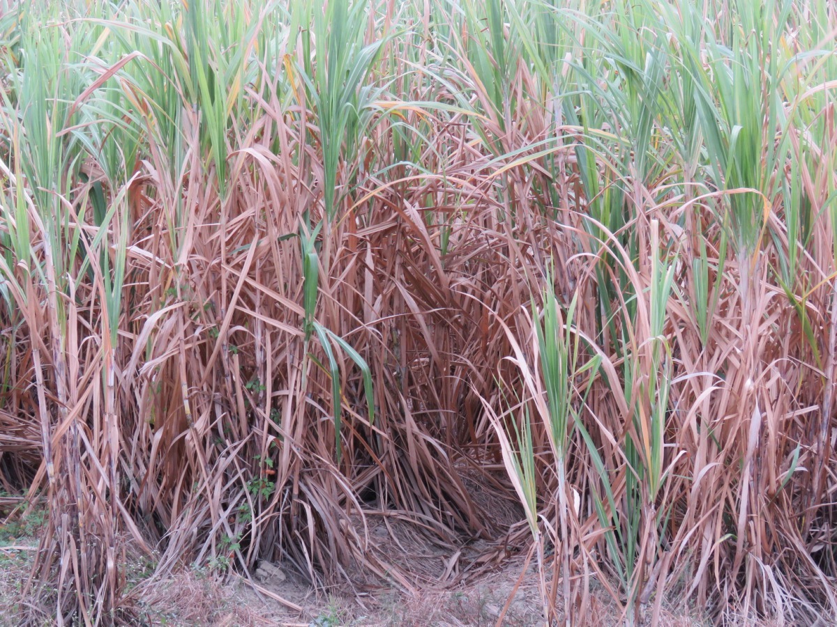 甘蔗田也飽受老鼠危害，也是捕捉山豪的理想場所。高維奇／攝