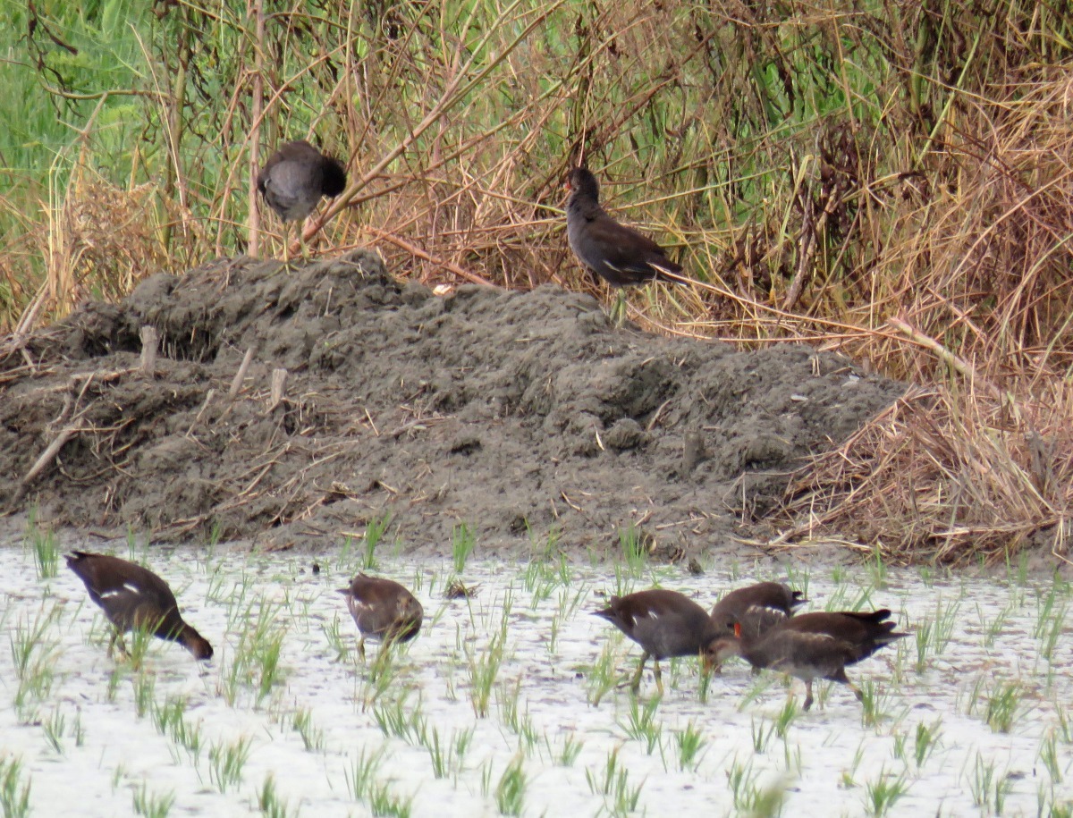 嘉南平原廣大的農田此時聚集許多野鳥，可以近距離觀察。高維奇／攝