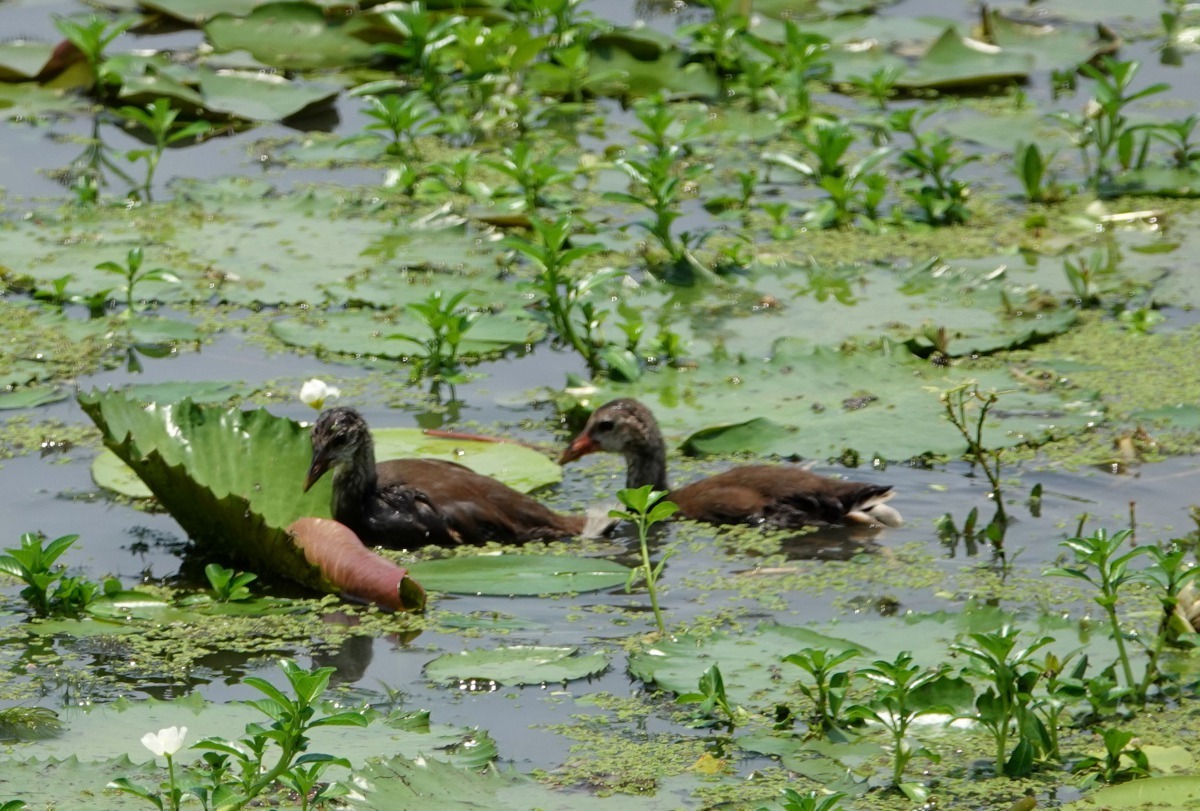 水雉棲息地也可以看見其他野鳥。高維奇／攝