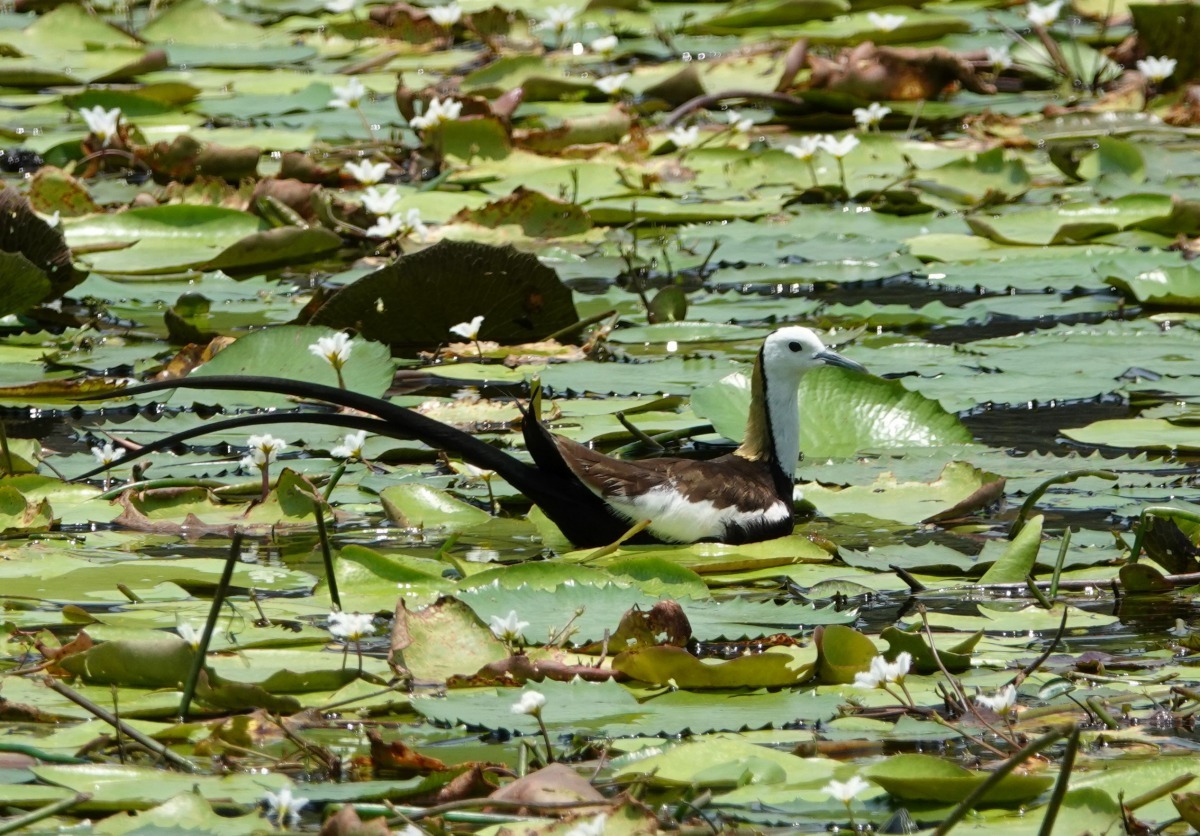 水雉生態教育園區完成今年夏季鳥況調查，發現水雉多達1024隻。高維奇／攝