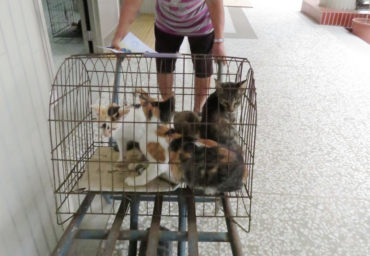 偏鄉獨居老人養的貓因沒有結紮而繁衍成群。高維奇/攝