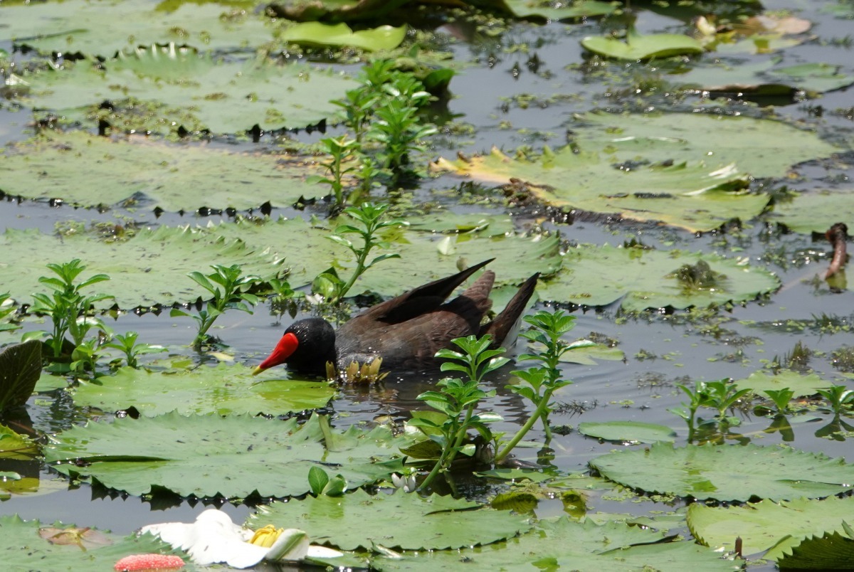 生物多樣化生態，是水雉生態教育園區多年來推動農民友善耕作的成果。高維奇／攝