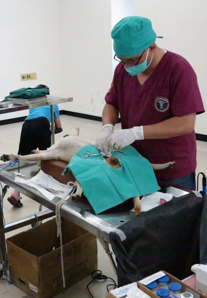 台南市獸醫師公會今年要深入狂犬病疫區偏鄉為獨居老人的寵物施行結紮。