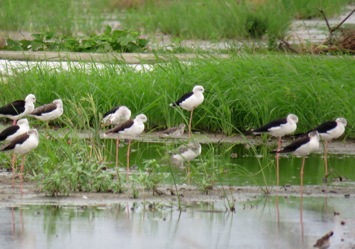許多高蹺鴴成為留鳥，田野濕地隨處可見。高維奇／攝