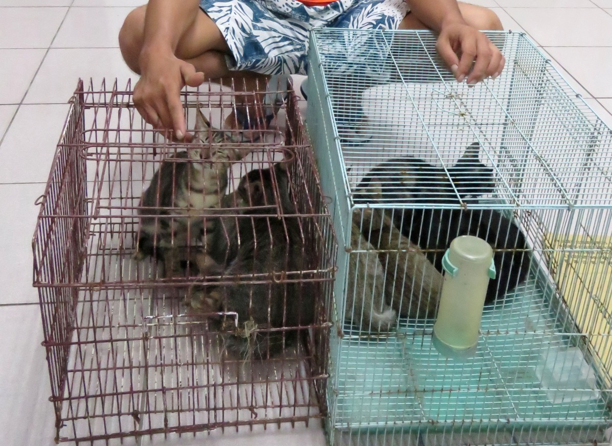 這名飼主帶著7隻5個月大的貓前往結紮。高維奇/攝