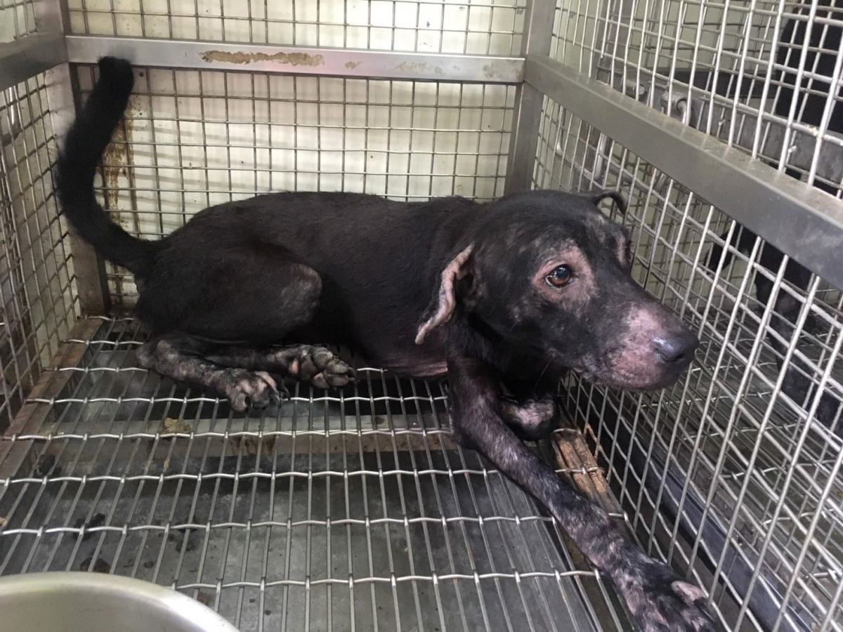 台南動保處收容所緊急庇護受虐的毛孩。圖／台南市動保處提供