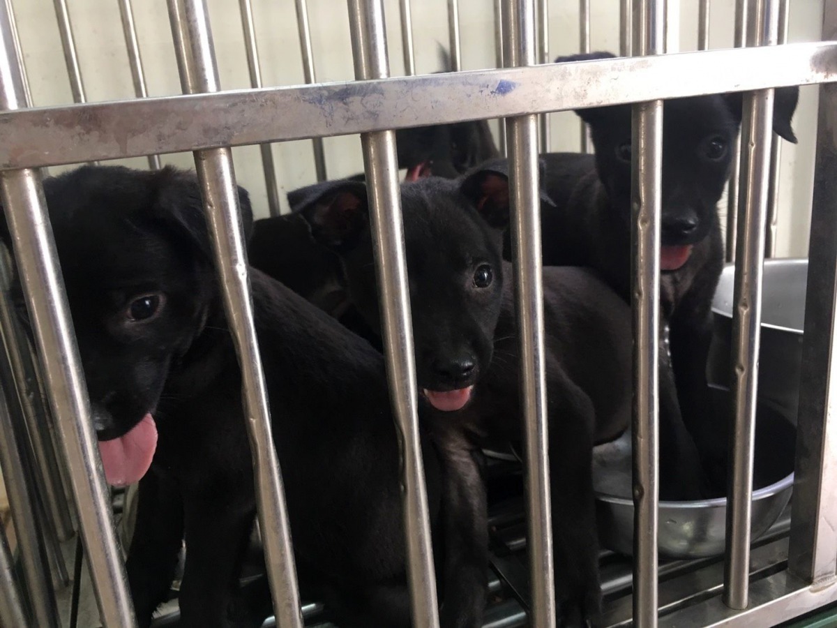 棄犬案件層出不窮，增加收容壓力。圖／台南市動保處提供