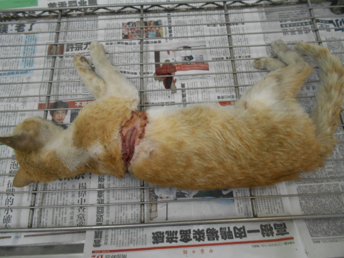 這隻貓被橡皮筋套住身體，時間一久而壞死潰爛奄奄一息。台南市動保處/提供