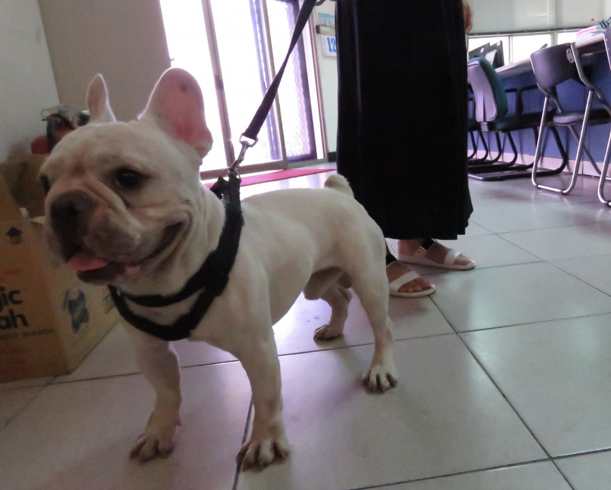 犬隻辦理寵物登記，遺失後比較不會被佔為己有。高維奇/攝