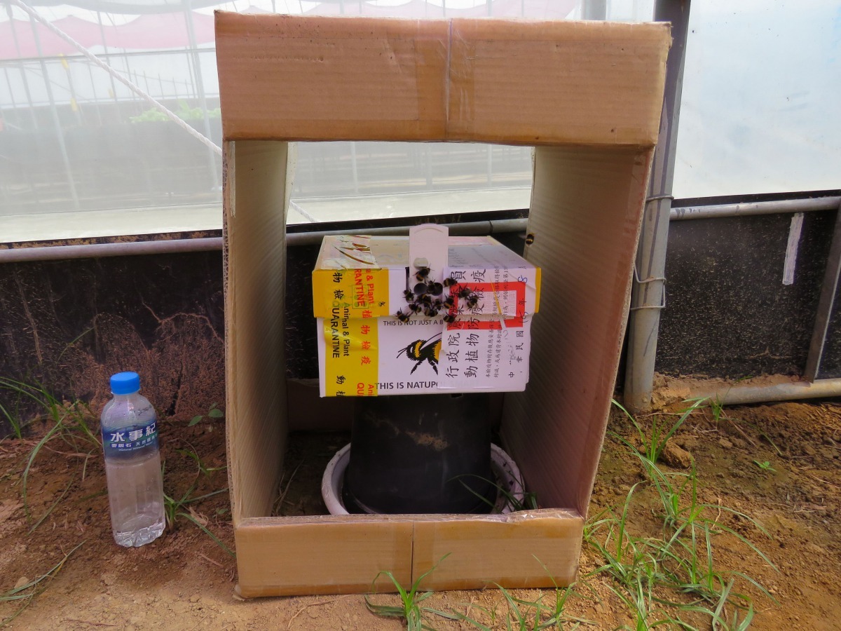 有機農場引進熊蜂在網室內協助洋香瓜授粉。高維奇/攝