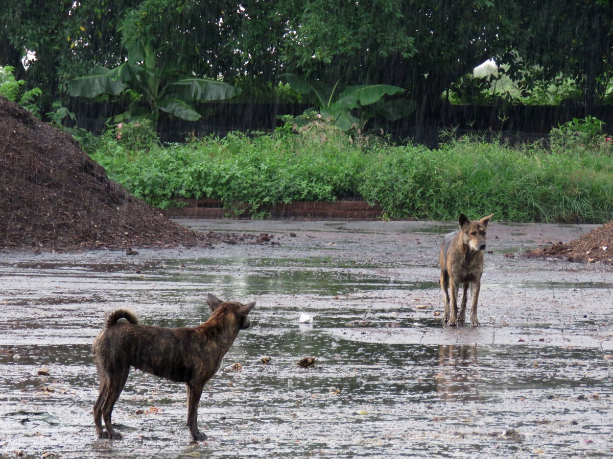 豪雨餵食中斷，浪浪只能冒雨找吃的。高維奇／攝
