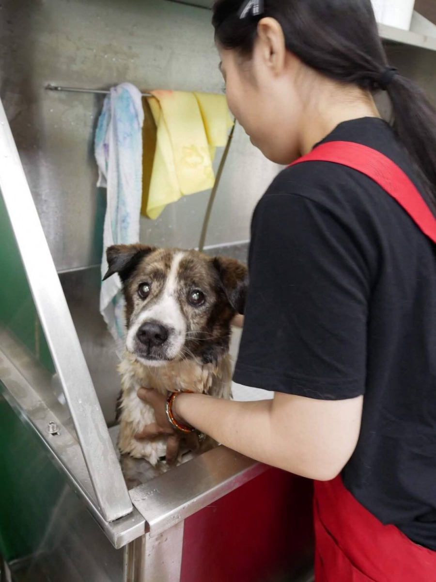 台南市動保處收容所人員為豪雨後皮膚病復發的狗進行藥浴。高維奇／攝
