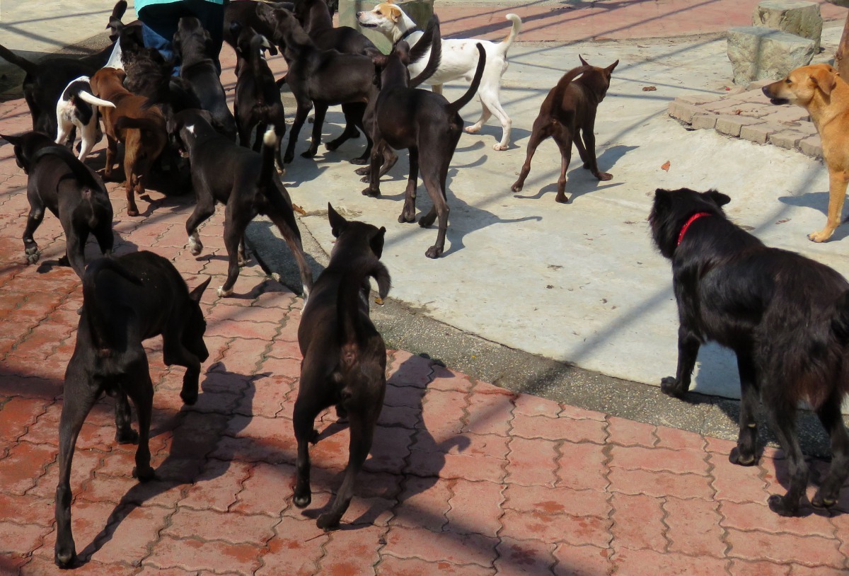 收容所利用出太陽的時刻讓狗狗日光浴，以減少皮膚病發生。高維奇／攝