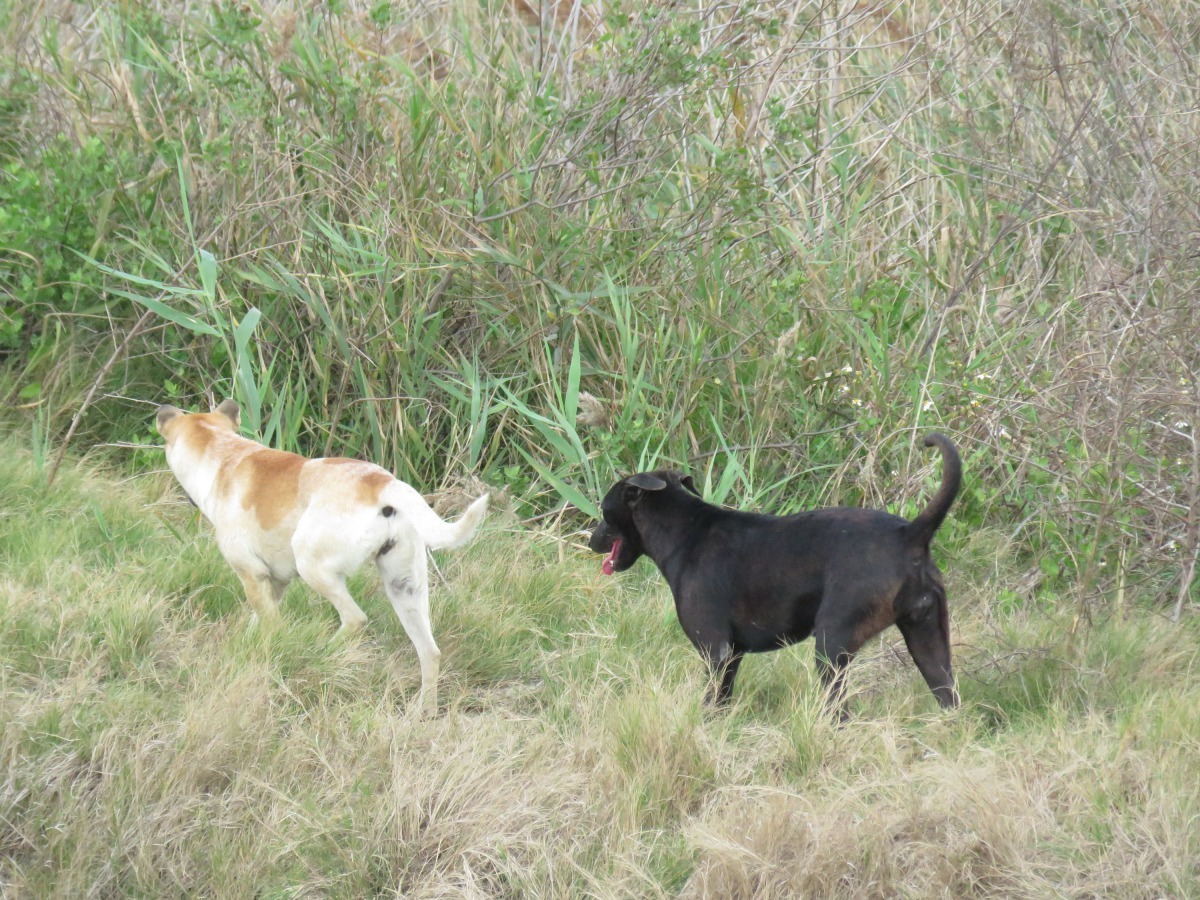 多數鄉下民眾任由家犬遊蕩，要絕育時不易捕捉。高維奇/攝
