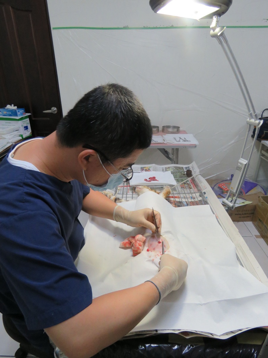 關於犬貓結紮，李朝全建議從流浪犬貓較多的村落做起。高維奇/攝