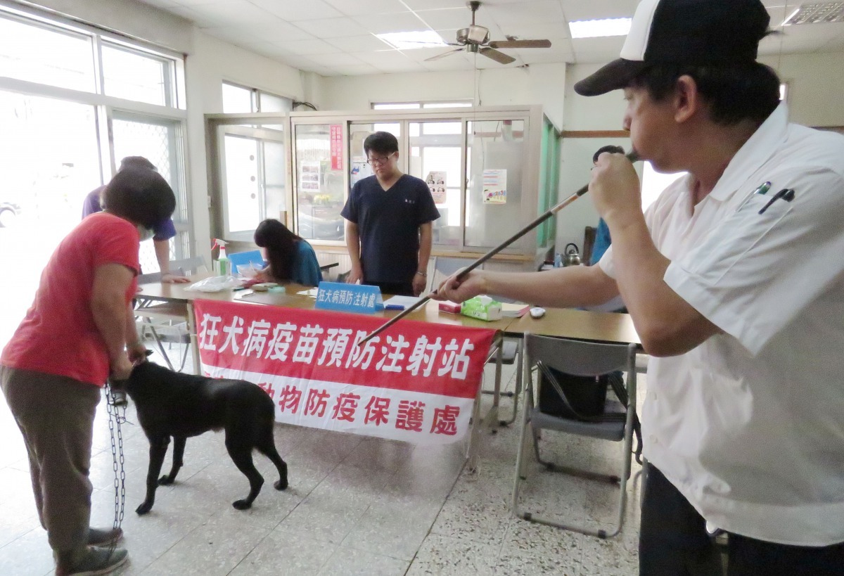 獸醫師林景山以吹箭為兇猛易緊迫的犬隻注射。高維奇/ 攝