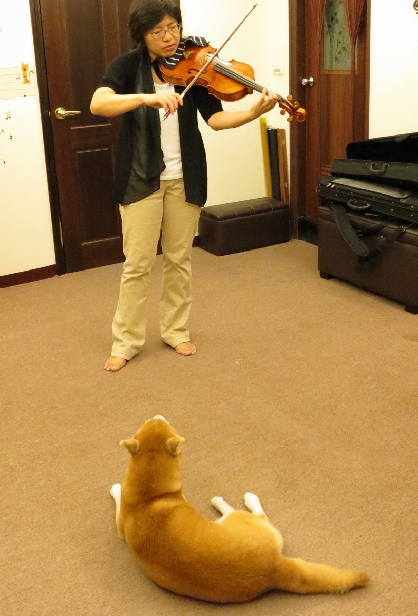 林佳霖練琴時,Yulie會乖乖地躺在地板上欣賞。 高維奇/攝
