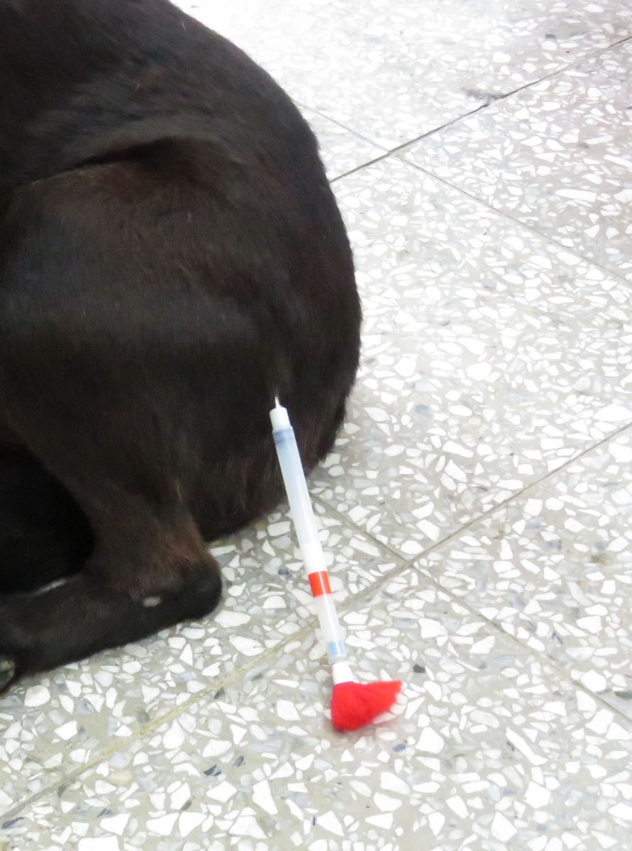 以吹箭注射，犬隻可免因陌生人接近而緊迫。高維奇/ 攝