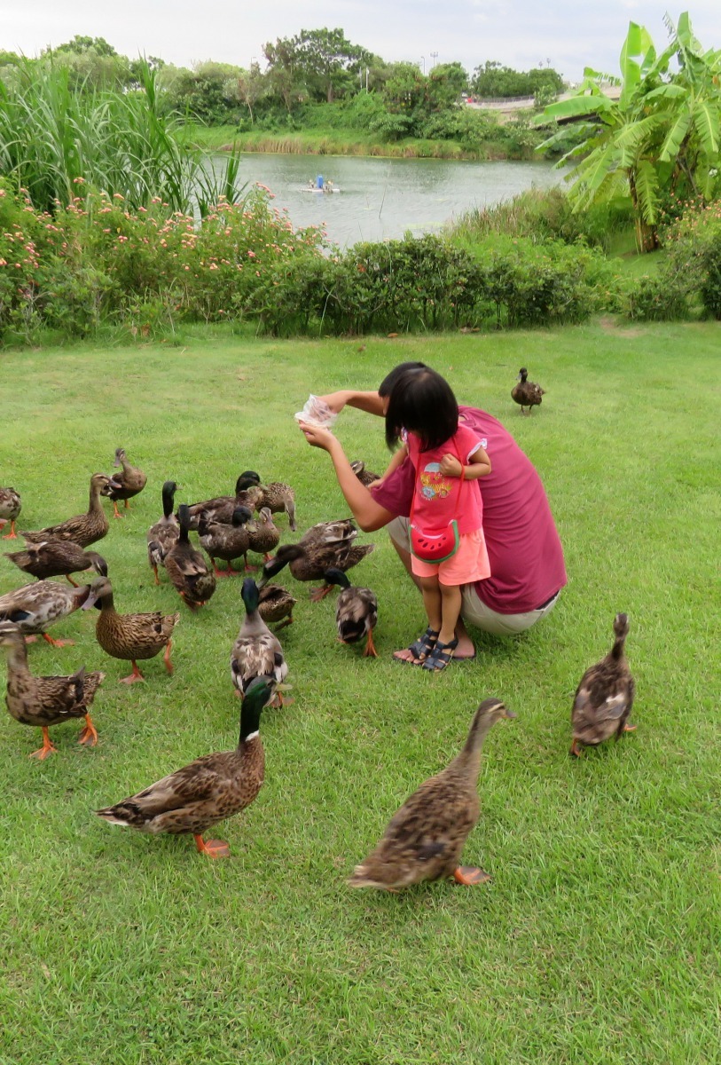 原本在水中的綠頭鴨上岸接受遊客餵食。高維奇/攝