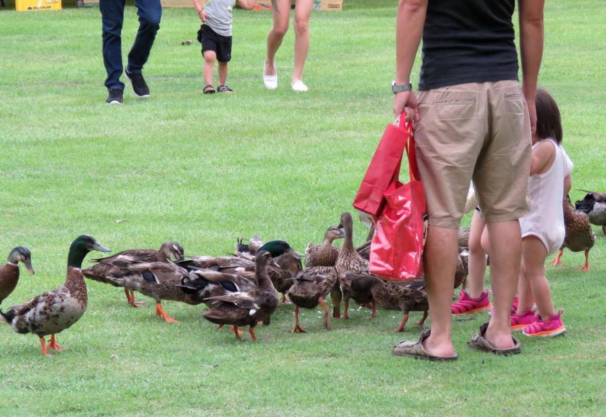 綠頭鴨搶食的速度很快,遊客手中的糧食很快就餵光了。高維奇/攝