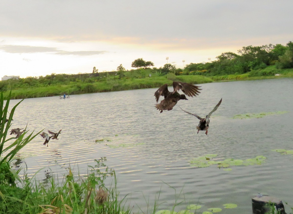 很多人不知道綠頭鴨會飛,牠們是典型鴨子類候鳥。高維奇/攝