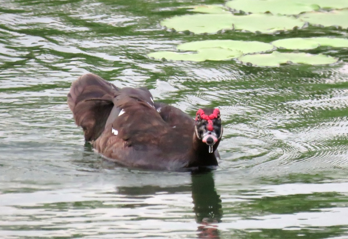 有人將紅面番鴨稱為「薑母鴨」。高維奇/攝