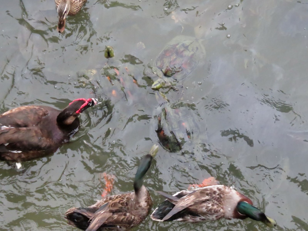 烏龜突然浮出水面推開綠頭鴨搶得食物。高維奇/攝