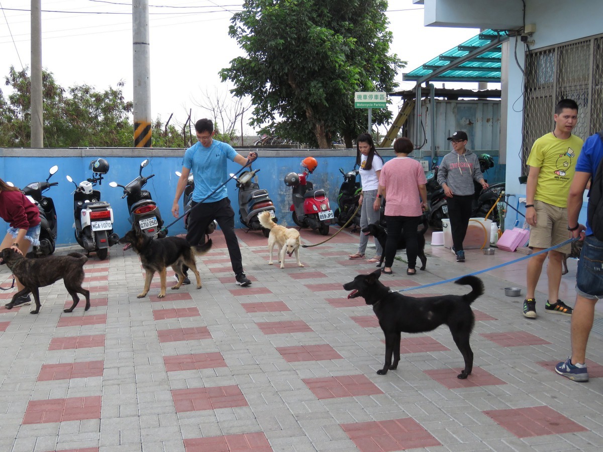 國內絕大多數的浪浪成犬體重約在15至18公斤之間。高維奇／攝