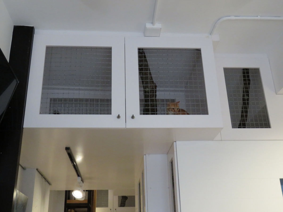 最上層接近天花板的空間，是貓屋最寬敞的部分。高維奇/攝