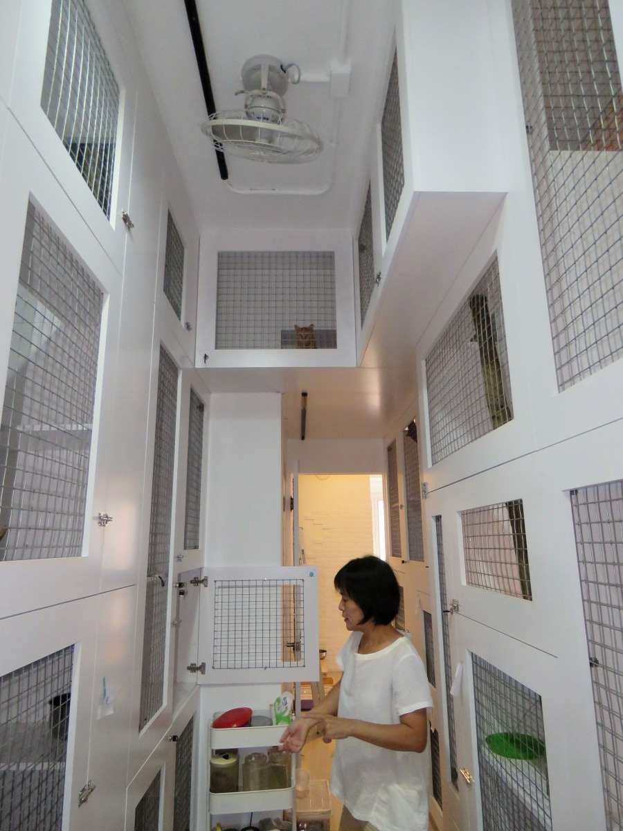 每隻貓都有獨立且隱密的巢穴。高維奇/攝