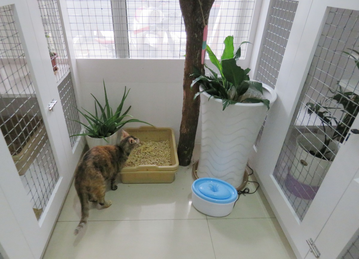 貓室內擺上盆栽淨化空氣，以枯樹幹替代麻繩當貓抓板，實用且充滿設計感。高維奇/攝