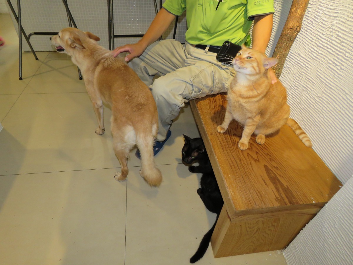 雖然客廳被貓屋沾據大部分，但透過巧妙設計，仍保有足夠的空間供生活起居。高維奇/攝