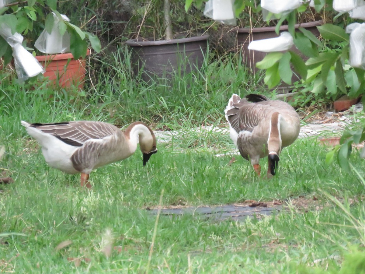 鵝喜歡吃草，許多農場利用此特性來除草。高維奇/攝