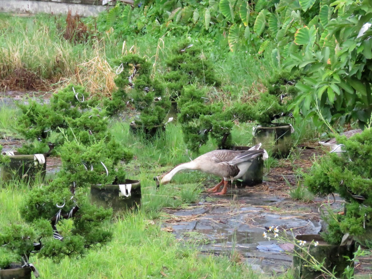 鵝似乎不喜歡樹的味道，雜草卻吃的津津有味，正符合花圃主人的需求。高維奇/攝