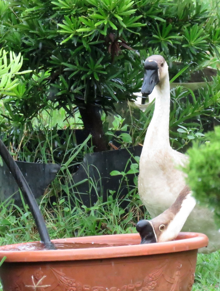 花圃主人準備大型容器每天供應乾淨的水讓鵝飲用及克難式戲水 。 高維奇/攝