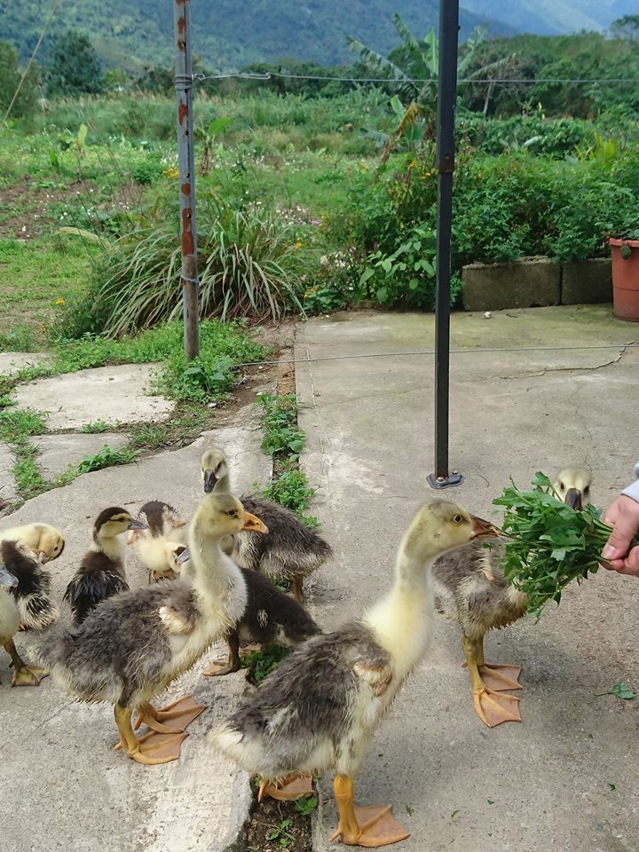 鵝媽媽農場自行繁殖的可愛小鵝 。 鵝媽媽農場/提供