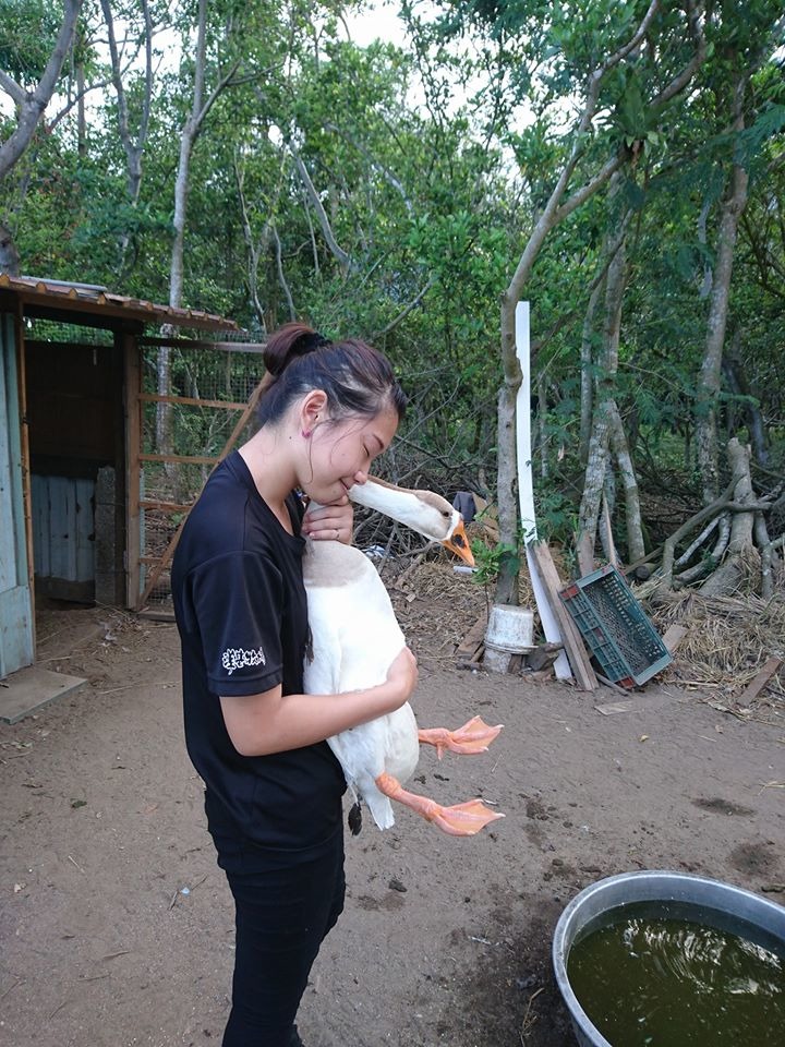 場主徐玲玲下班後抱鵝的溫馨畫面。鵝媽媽農場/提供