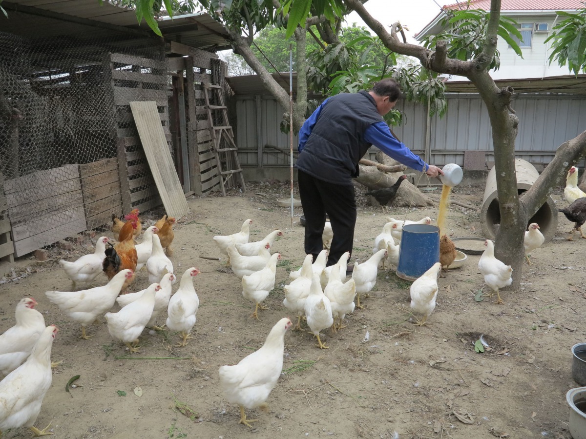 台南市關懷動物生命協會理事長蔡登雲業餘養雞己十多年。高維奇/攝