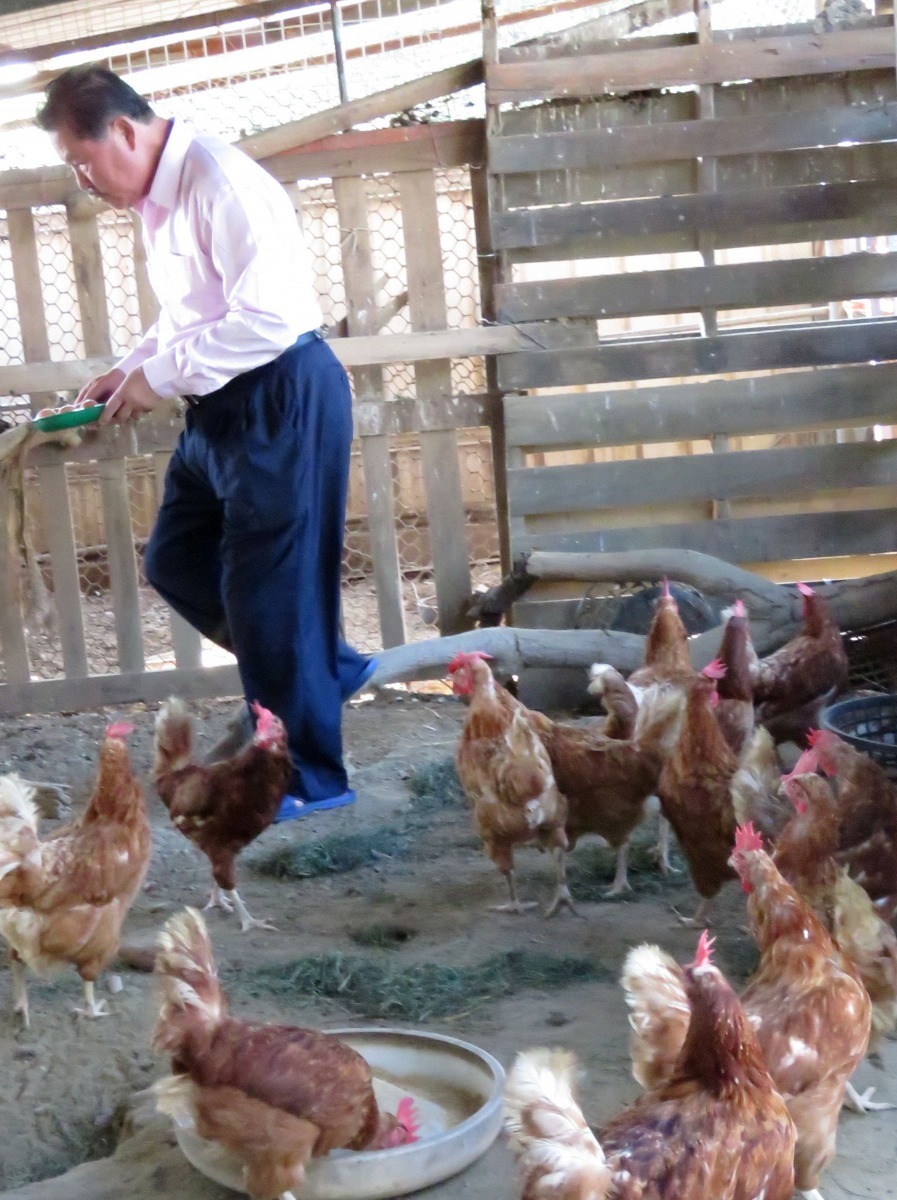 每天早上到雞舍撿雞蛋是蔡登雲最快樂的事。高維奇/攝