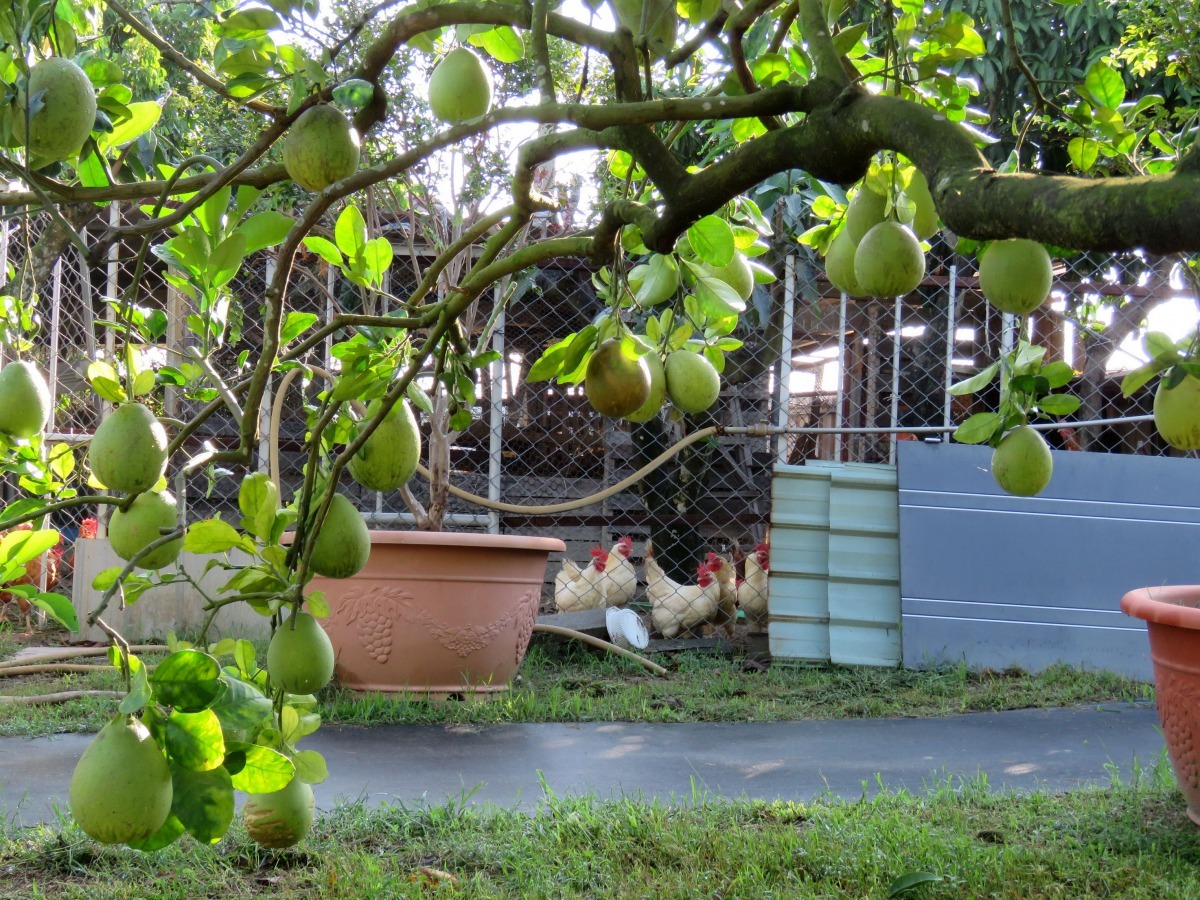 雞舍清出的雞糞當有機肥讓文旦結實纍纍。高維奇/攝