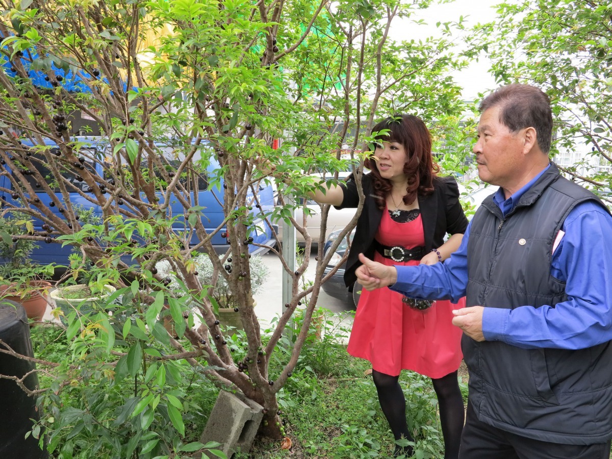 施有機肥果園讓訪客享受採果樂趣,也是業餘養雞的另一收穫。高維奇/攝