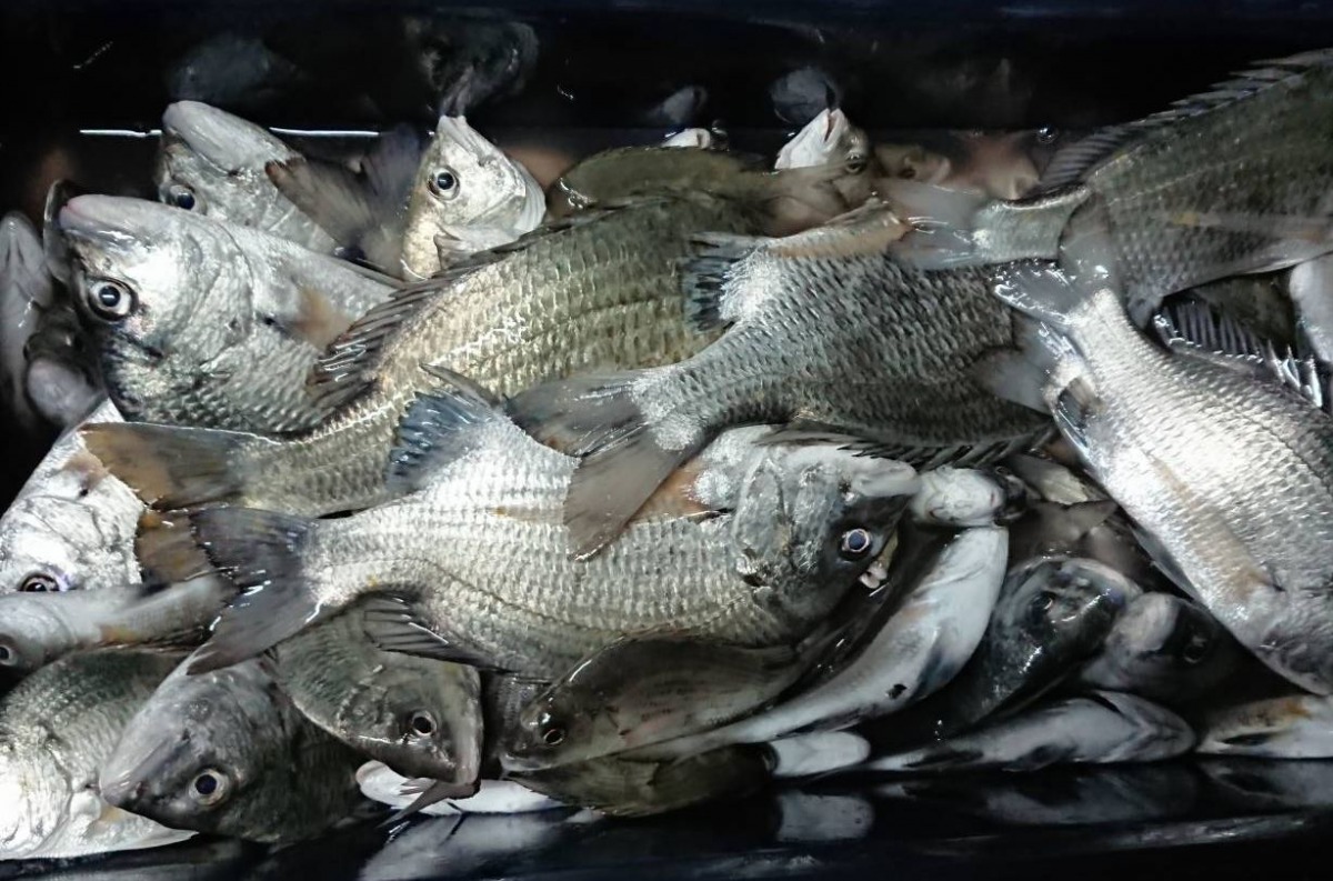 民眾在沿海蚵棚釣獲的黑鯛。高維奇／攝