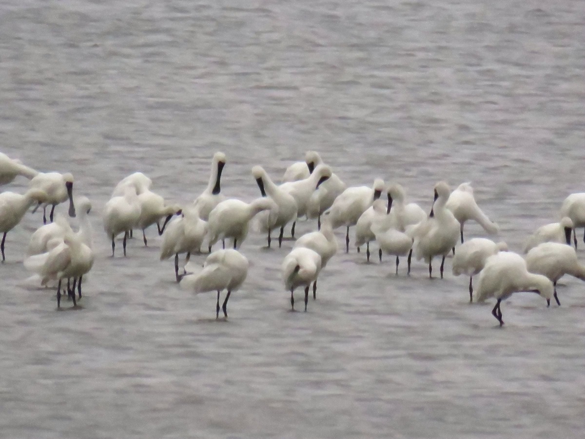 台南沿海濕地是黑面琵鷺主要的度冬地點。高維奇／攝